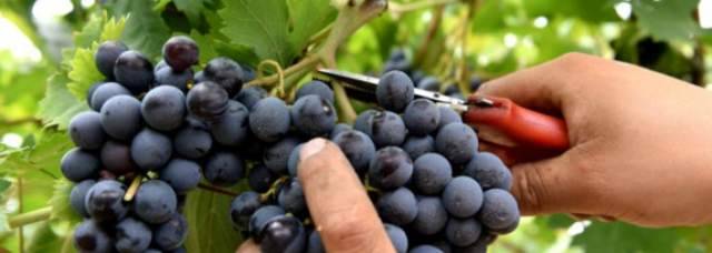 COP25: DI CARLO, ‘CAMBIAMENTI CLIMATICI ANTICIPANO IN ABRUZZO VENDEMMIA”