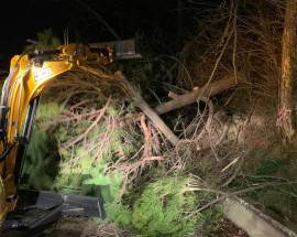 MALTEMPO, VENTO FORTE: CADONO ALBERI SULLE STRADE PROVINCIALI A TERAMO
