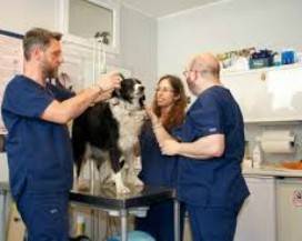 LAVORO:  ANCHE IN ABRUZZO EURES CERCA VETERINARI PER OLANDA E SVEZIA