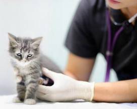 CORONAVIRUS: CURE VETERINARIE GARANTITE RISPETTANDO LE REGOLE