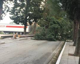 FOSSACESIA: VIALE SAN GIOVANNI IN VENERE, PROVINCIA CHIEDE DI ABBATTERE 29 CIPRESSI