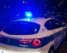 L’AQUILA: GIOVANE LUPA INVESTITA E UCCISA DA UN’AUTOMOBILE LUNGO VIA FERMI