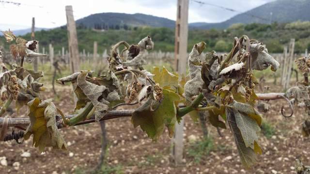 GELO E GRANDINE: AGRICOLTURA IN GINOCCHIO, ”MA NIENTE INDENNIZZI”