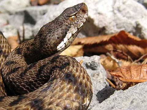 PESCARA: VIPERA IN CASADISPOSTA BONIFICA DELL’AREA