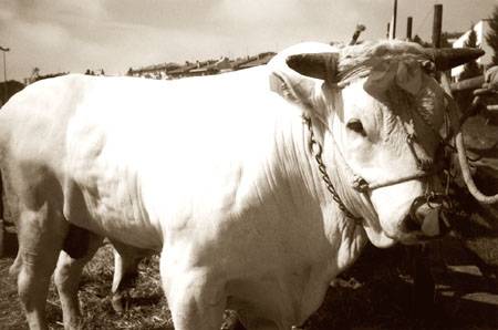 VETERINARI SALVANO VITELLONE CADUTO IN DIRUPO NEL CHIETINO