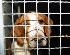 L’AQUILA: RACCOLTA FIRME DELLA LEAL CONTRO LA VIVISEZIONE ANIMALE