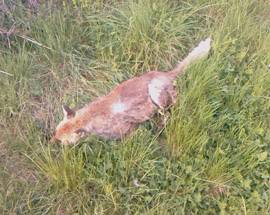 L’AQUILA: ESCHE AL VELENO, CANE SALVATO, 4 VOLPI MORTE