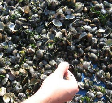 GIULIANOVA: SEQUESTRATA ECCEDENZA PESCA DI VONGOLE