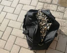 COSTA TERAMANA: SEQUESTRATI 150 CHILI DI VONGOLE