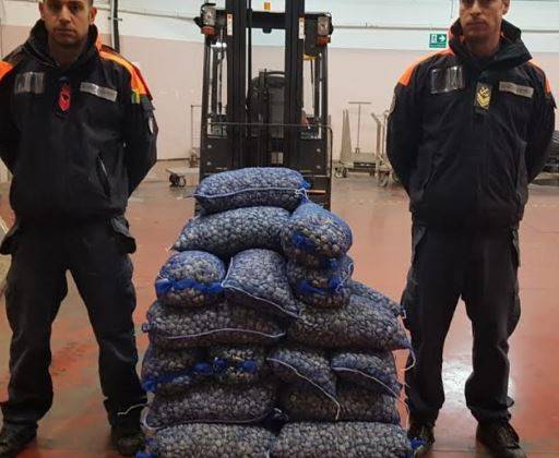 GIULIANOVA: MAXI SEQUESTRO DI VONGOLE E PIOGGIA DI SANZIONI
