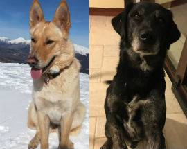L’AQUILA: DUE CANI DISPERSI SU CRESTA MALECOSTE, APPELLO PROPRIETARI