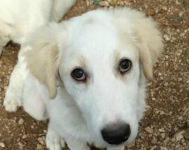 GLI INVISIBILI D’ABRUZZO: WALLY CERCA ANCORA CASA, ”NESSUNO LO VUOLE”