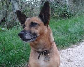 L’AQUILA: SMARRITO IL CANE WILLY IN ZONA COLLEBRINCIONI