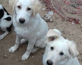 L’AQUILA: ARRIVA IL FREDDO E WOODY E WOLLY CERCANO ANCORA CASA