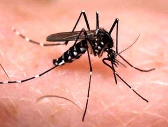 PERICOLO ZANZARA TIGRE IN ABRUZZO, ‘COSA STA FACENDO REGIONE PER PREVENZIONE?’