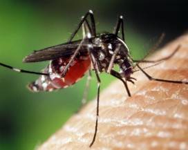 DIFENDERSI DALLE ZANZARE: GLI ITALIANI SI AFFIDANO AL WEB, PESTICIDI E CANDELE