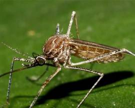 CORONAVIRUS, FNOMCEO : ‘ZANZARA NON E’ VETTORE, MA EVITARE PUNTURE’