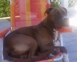 PITBULL UCCISO A CALCI E CON UN FORCONE A BELLANTE, INDAGANO I CARABINIERI