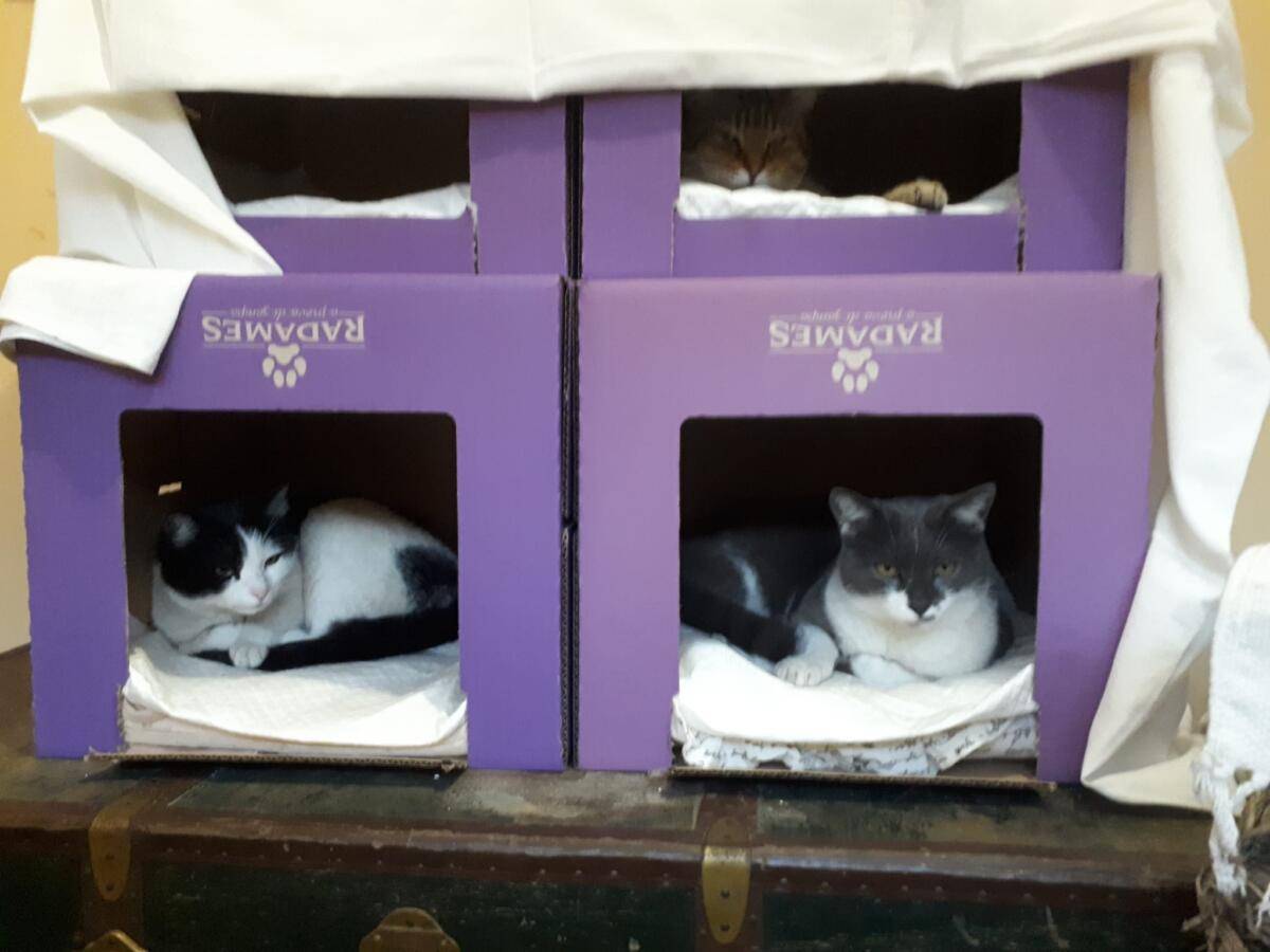L’AQUILA, CONTINUA LA MATTANZA DEGLI ANIMALI: GATTI MORTI AVVELENATI A TEMPERA