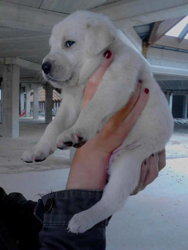 PESCARA: A GIUGNO PET PRIDE CONTRO L’ABBANDONO DEI CANI E IL RANDAGISMO