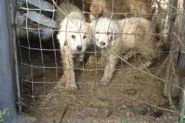 CANILE DI SULMONA: DOPO 25 ANNI SI PROCEDERA’ ALLA MESSA A NORMA DELLA STRUTTURA