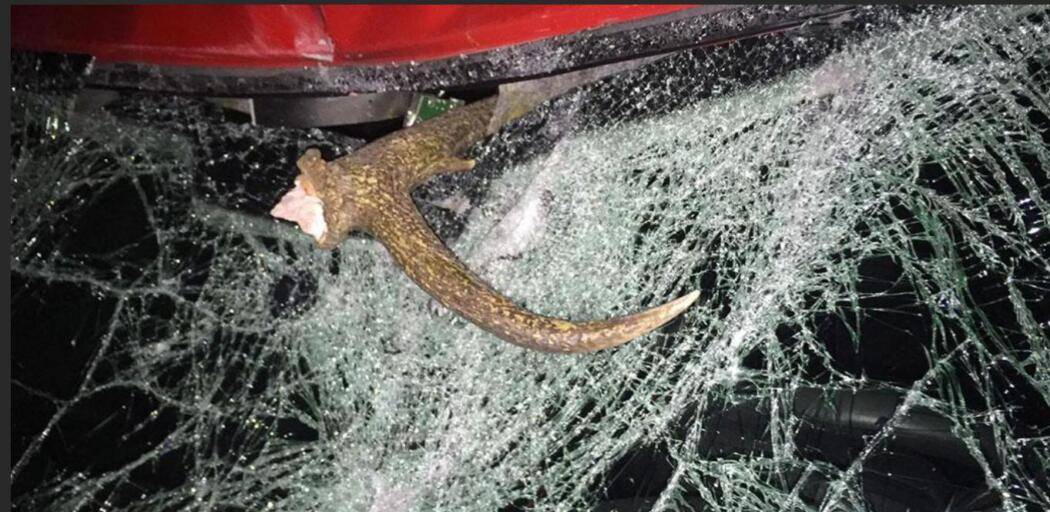 INCIDENTI CON ANIMALI: ASAPS, CASI IN AUMENTO, ABRUZZO AL TERZO POSTO IN ITALIA
