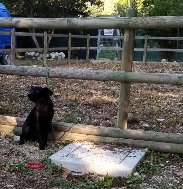 L’AQUILA: CAGNOLINA ABBANDONATA E LEGATA A STACCIONATA, LNDC SPORGE DENUNCIA, CI SONO IMMAGINI TELECAMERE