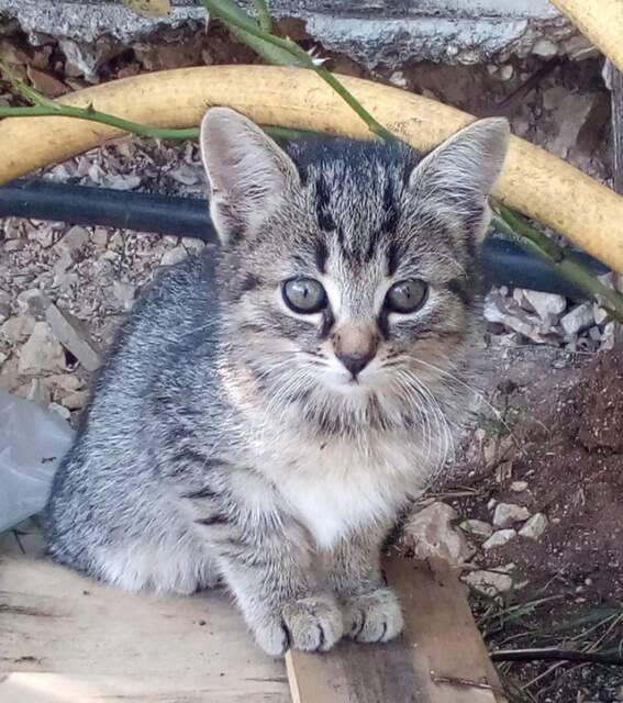 CANI E GATTI AVVELENATI A PESCOCOSTANZO, AIDAA: “PRONTI A STANZIARE TAGLIA SUI RESPONSABILI”