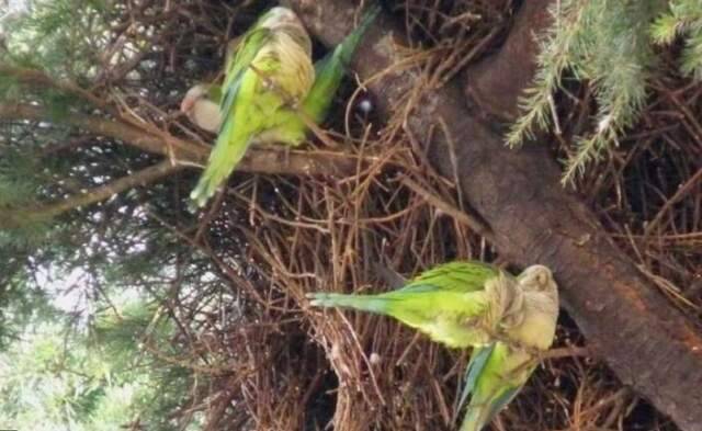 CLIMA: INVASIONE PAPPAGALLI VERDI AL SUD, “BARI COME I TROPICI”