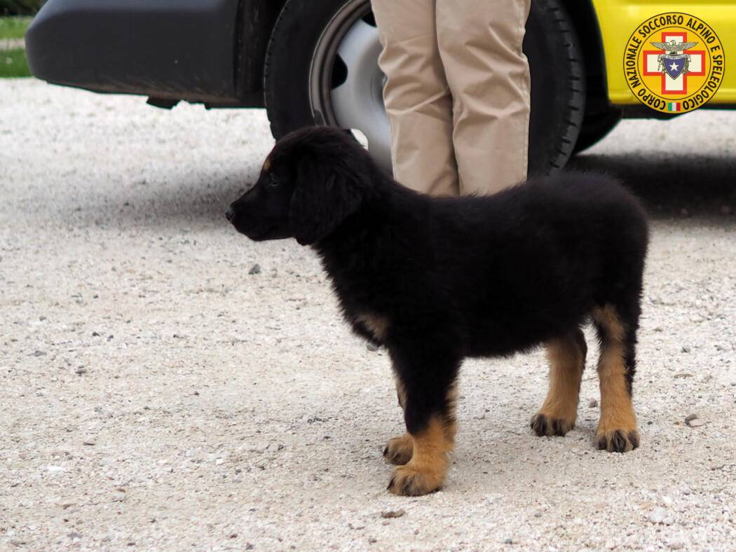 FORMAZIONE E ADDESTRAMENTI CONTINUI: ECCO I CANI DEL SOCCORSO ALPINO
