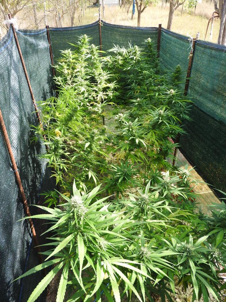 L’AQUILA: ALTRA PIANTAGIONE DI MARIJUANA A PAGANICA, ARRESTATO 53ENNE