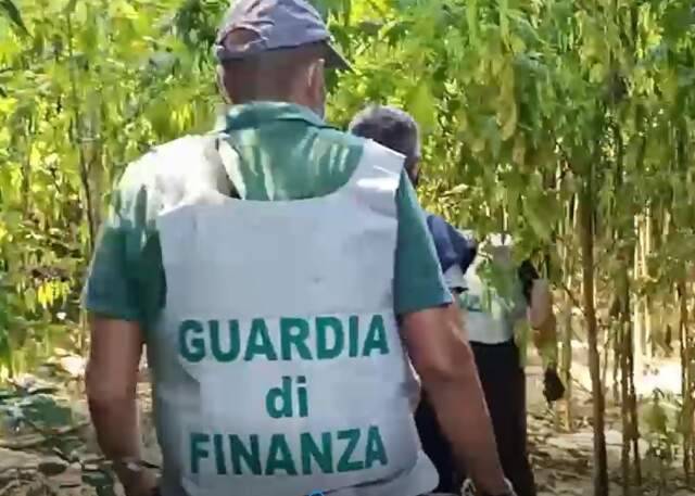 TORTORETO: PIANTAGIONE MARIJUANA LUNGO FIUME SALINELLO, UN ARRESTO