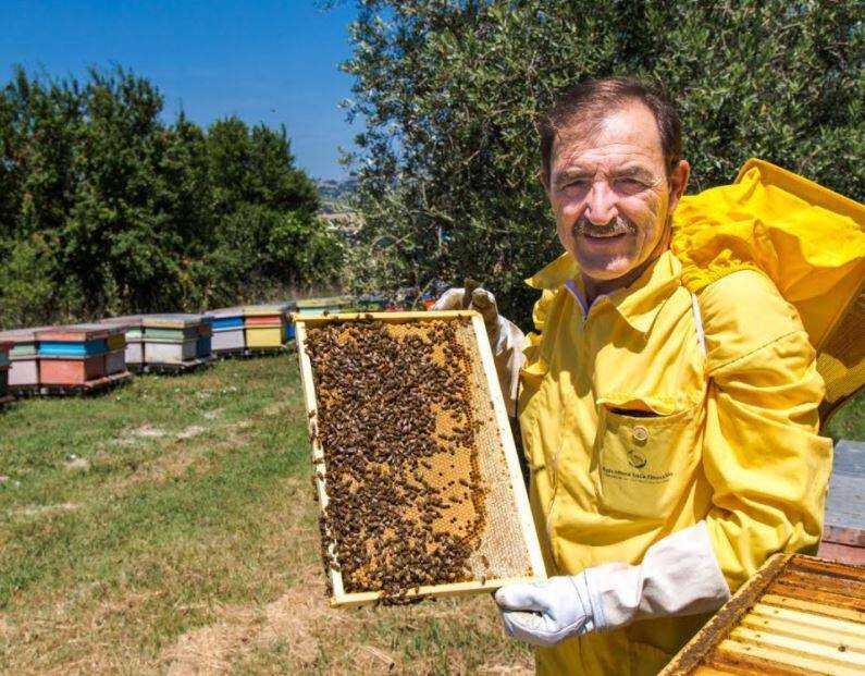APICOLTURA: IL MIELE DI ACACIA DI TORNARECCIO PREMIATO A NEW YORK