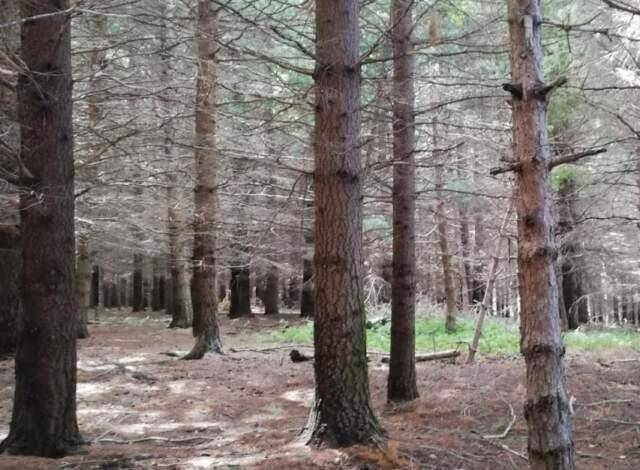 GIORNATA FORESTE, WWF : “IN QUELLE ANTICHE FUTURO BIODIVERSITA’”