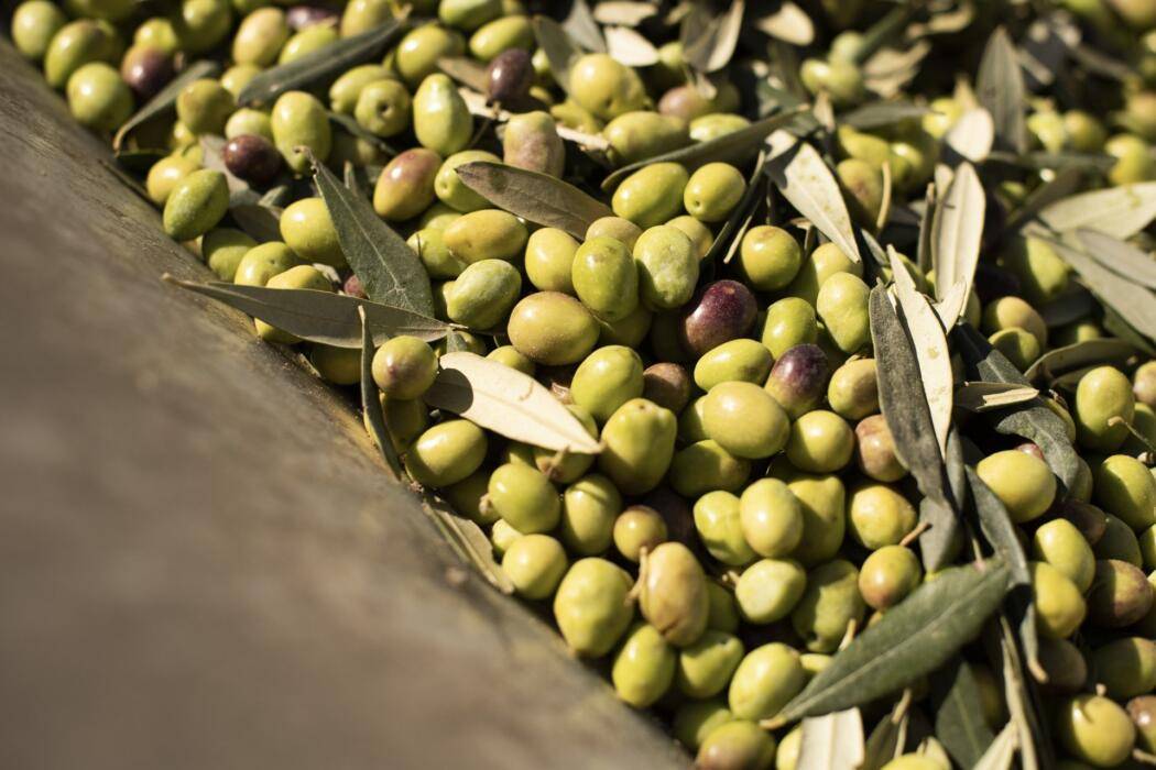 OLIO: CROLLA PRODUZIONE AL SUD, IN ABRUZZO -40 PER CENTO