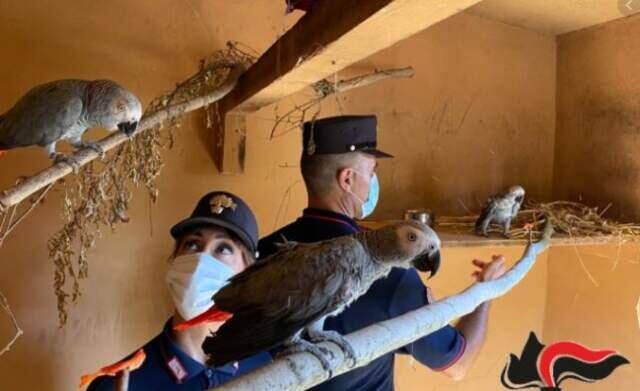 LANCIANO: SEQUESTRATI 4 PAPPAGALLI DETENUTI ILLEGALMENTE, DENUNCIATO PROPRIETARIO