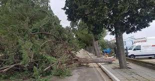 FOSSACESIA, PROVINCIA PRONTA AL TAGLIO DI 29 ALBERI CADENTI IN VIA SAN GIOVANNI IN VENERE