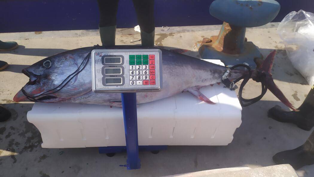ORTONA: PESCA ILLEGALE, SEQUESTRATO TONNO ROSSO, DEVOLUTO ALLA CARITAS