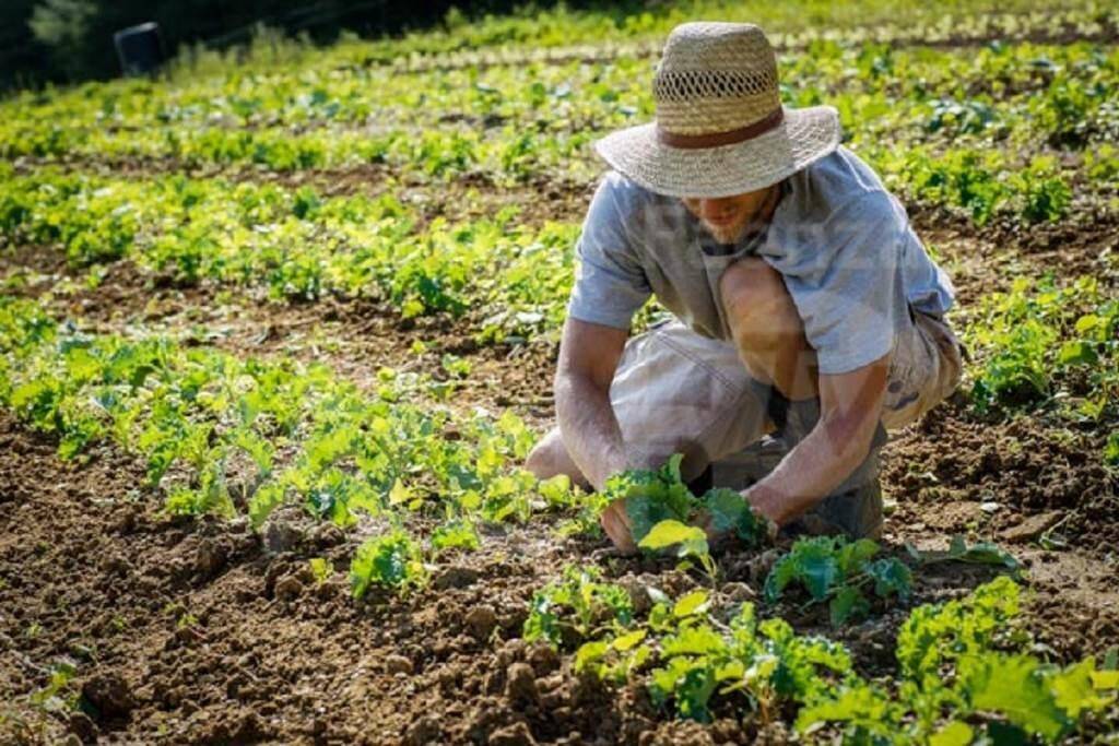 COVID: COLDIRETTI, “OLTRE 3 MLN DI ITALIANI AL LAVORO PER GARANTIRE CIBO”