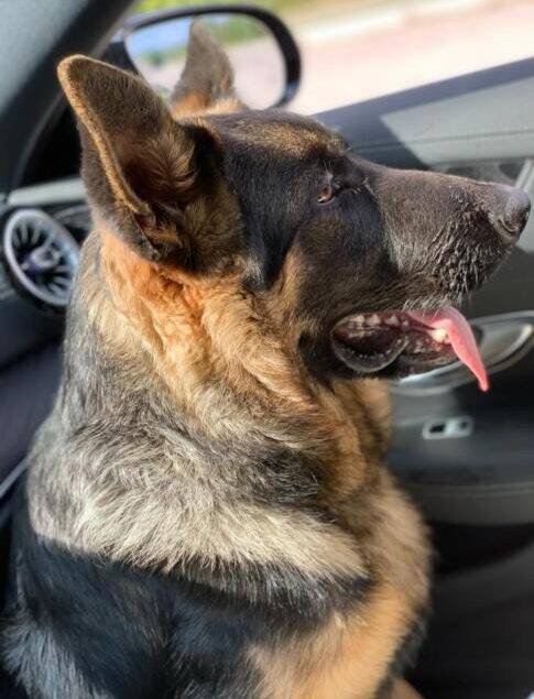 L’AQUILA: SI E’ PERSO IL CANE WOODY, APPELLO DEL PROPRIETARIO