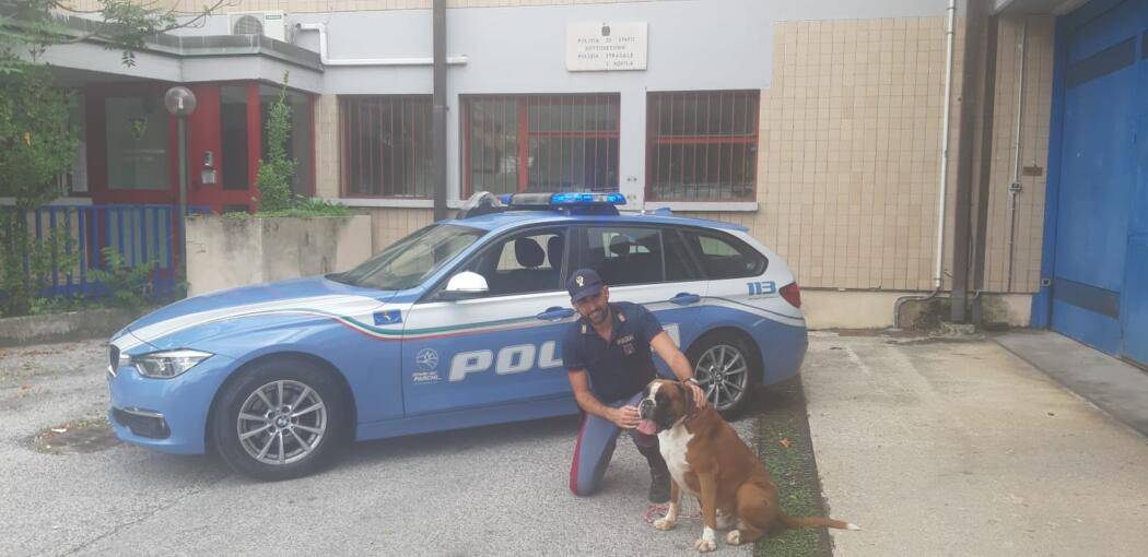 CANE ABBANDONATO SULLA A24: LNDC DENUNCIA PROPRIETARIO E CHIEDE AFFIDAMENTO