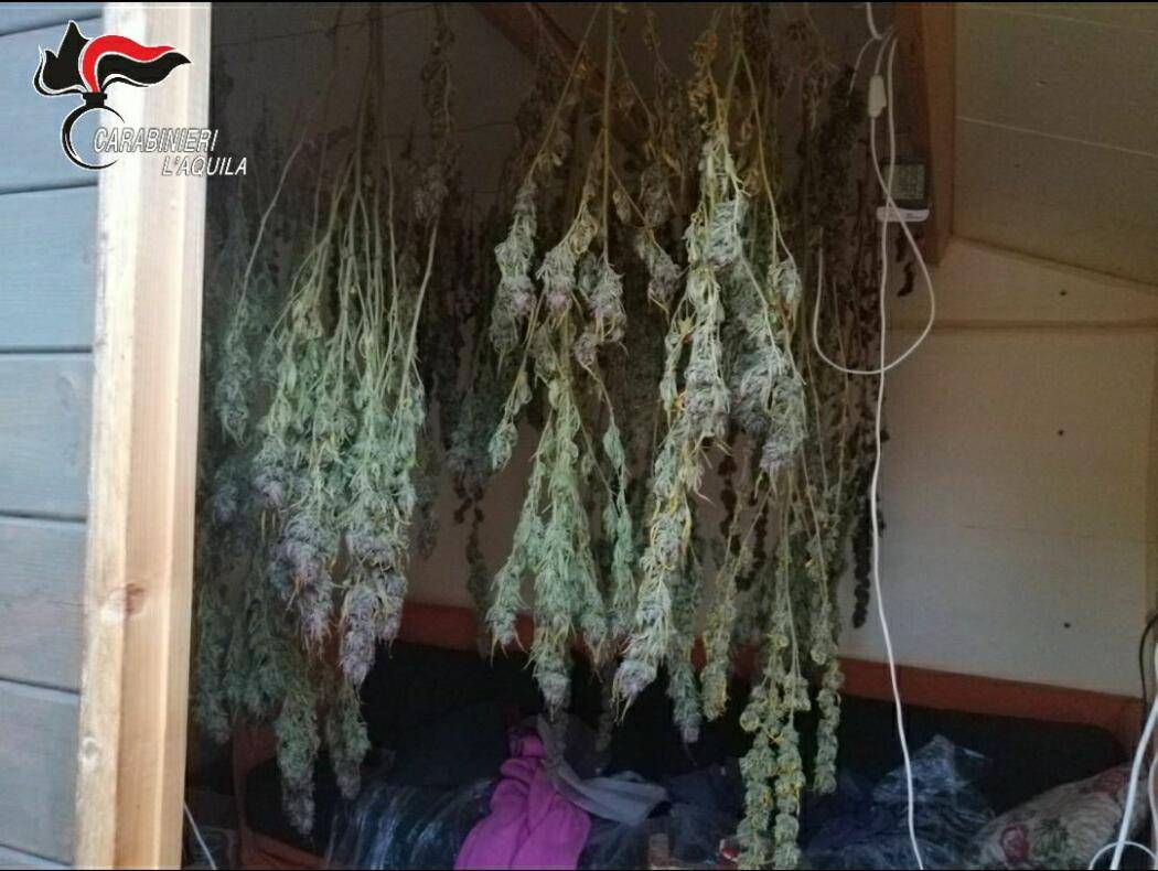 VILLA SANT’ANGELO: COLTIVAVA MARIJUANA IN CASA, ARRESTATO 29ENNE