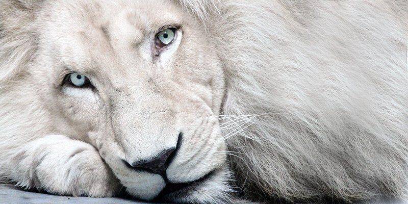 SI CELEBRA OGGI LA GIORNATA MONDIALE DEGLI ANIMALI, “UN MONDO PIU’ GIUSTO PER TUTTE LE CREATURE”