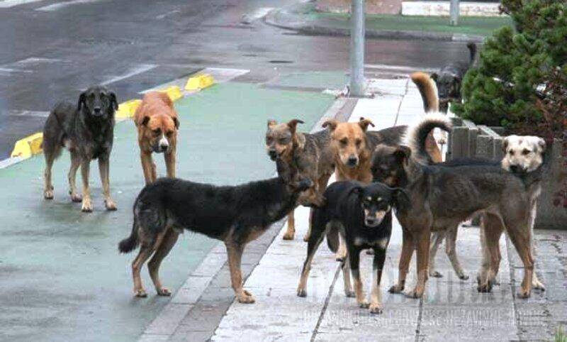 RANDAGISMO, ASL:”NEI PRIMI MESI DELL’ANNO 779 AFFIDI E CURA DEI CANI FRAGILI”