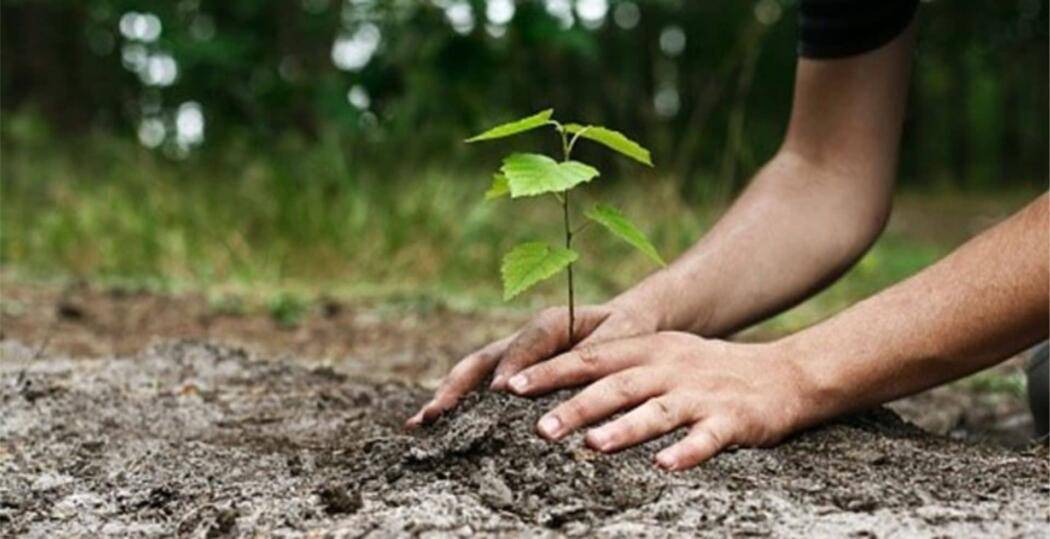 UN ALBERO PER OGNI NATO DA GIUGNO 2016: AL VIA PROGETTO A SULMONA