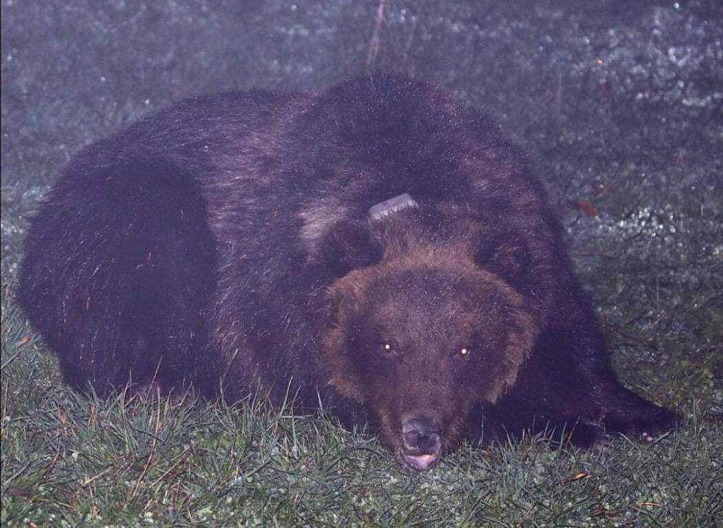 PARCO MAJELLA: LA “PROBLEMATICA” ORSA PEPPINA HA IL SUO NUOVO RADIOCOLLARE