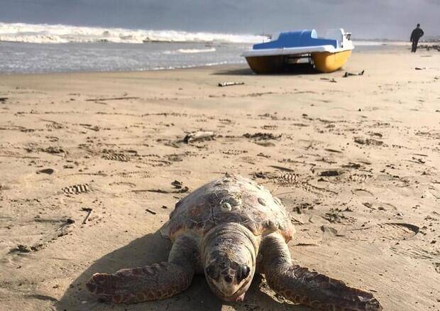 MALTEMPO: DELFINI E TARTARUGHE SPIAGGIATI SULLA COSTA
