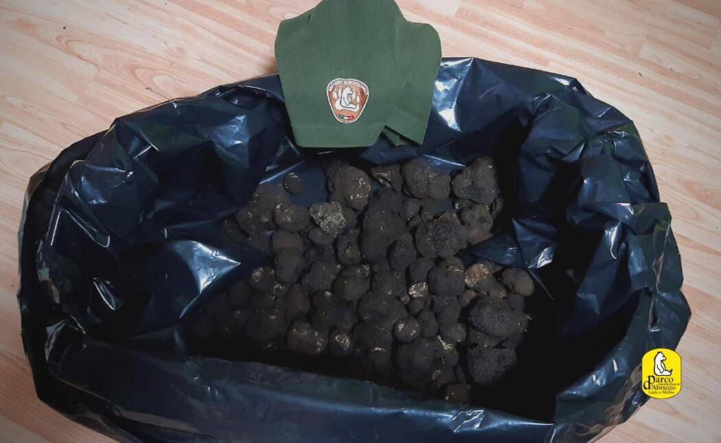 RACCOGLIE 5 CHILI DI TARTUFO NEL PARCO NAZIONALE, FERMATO E DENUNCIATO