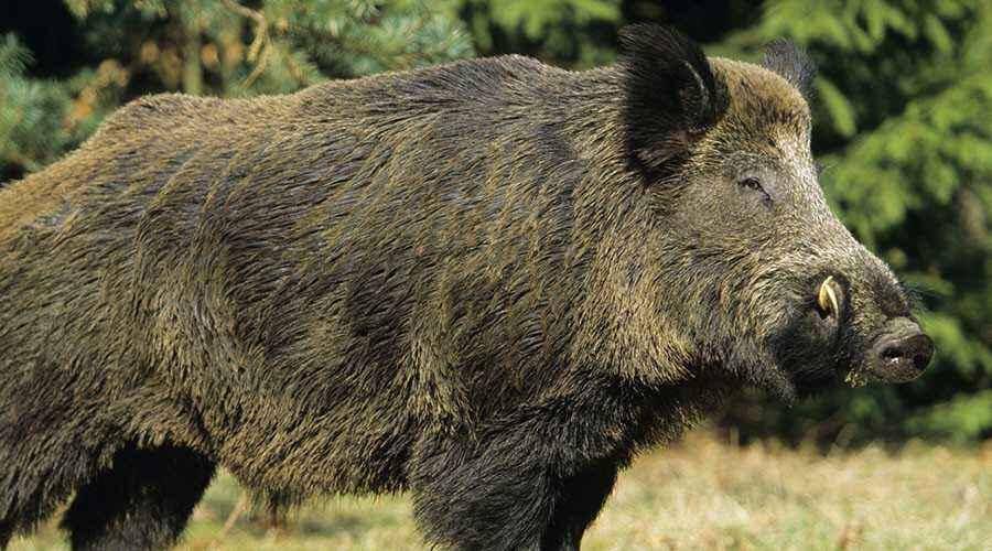 PESCARA, CINGHIALI ALLA PINETA DANNUNZIANA: CITTADINI PREOCCUPATI