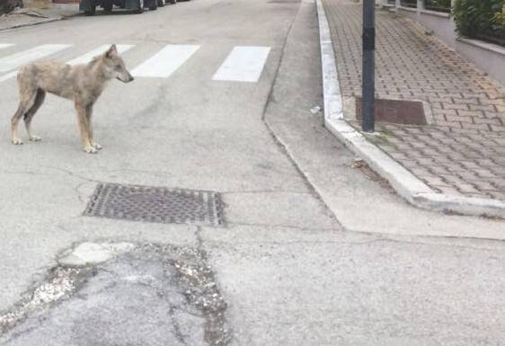 CHIETI: ANCORA LUPI NEI CENTRI URBANI, “NON PERICOLOSI PER L’UOMO”